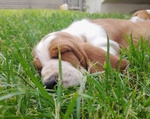 Cuccioli Bassethound - Foto n. 1