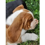 Cuccioli Bassethound - Foto n. 2