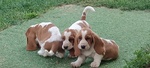 Cuccioli Bassethound - Foto n. 3