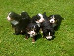 Cuccioli Bovaro del Bernese