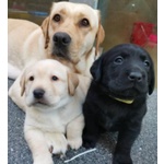 Cuccioli di Labrador