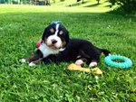 Cuccioli Bovaro del Bernese - Foto n. 2