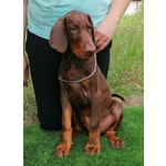 🐶 Dobermann di 1 anno e 1 mese in vendita a Roma (RM) e in tutta Italia da privato