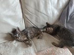 Due Gattini Maschi da Adottare - Foto n. 5