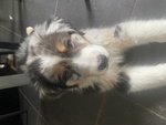 Cucciola Pastore Australiano blue Merle - Foto n. 2