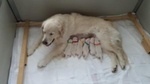 Cuccioli Golden Retriever Linea Inglese - Foto n. 3