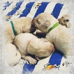 Cuccioli Golden Retriever Linea Inglese - Foto n. 4