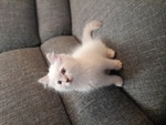 Disponibile Cucciolo Ragdoll