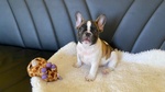 Cuccioli Bulldog Francese - Foto n. 4