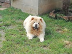 Cuccioli chow Chow - Foto n. 3