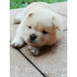 Cuccioli chow Chow - Foto n. 5