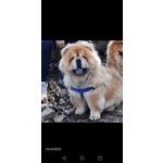 Cuccioli chow Chow - Foto n. 6