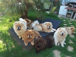 Cuccioli chow Chow