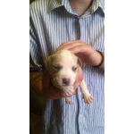 Splendidi Cuccioli di Pitbull Ukc