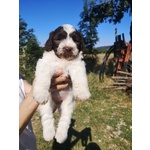 🐶 Lagotto Romagnolo femmina di 10 mesi in vendita a Cagli (PU) e in tutta Italia da privato