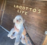 Cuccioli di Lagotto Romagnolo con Pedigree Roi - Foto n. 2