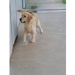 Cuccioli di Golden Retriever con Pedigree Enci - Foto n. 2