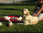 Cuccioli di Golden Retriever con Pedigree Enci - Foto n. 3