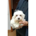 Cuccioli di Maltese - Foto n. 2