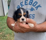 Cuccioli di Cavalier king Charles Spaniel