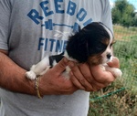 Cuccioli di Cavalier king Charles Spaniel - Foto n. 3