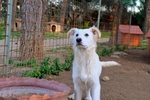 Fred Cucciolone dal Bianco Manto - Foto n. 1