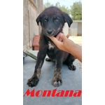 🐶 Altra Razza femmina in adozione a Treviso (TV) da privato
