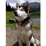 Alaskan Malamute, Femmina, in Vendita. 8 Mesi, Estremamente Mansueto e Dolce