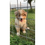 Cuccioli Australian Shepherd