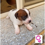 Cuccioli jack Russell Terrier - Foto n. 3