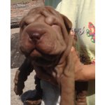 Shar pei - Cuccioli