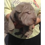 Shar pei - Cuccioli - Foto n. 2