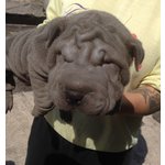 Shar pei - Cuccioli - Foto n. 3