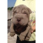 Shar pei - Cuccioli - Foto n. 4