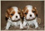 Cuccioli Cavalier king Charles