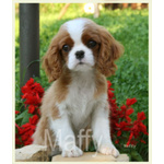 Cuccioli Cavalier king Charles - Foto n. 3