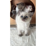 CUCCIOLI DI RAGDOLL CON PEDIGREE ANFI