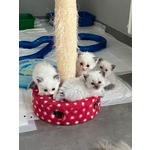 Cuccioli di Ragdoll con Pedigree Anfi - Foto n. 4