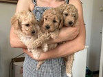 Disponibili 3 Cuccioli di Barboncino - Foto n. 1