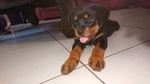 🐶 Rottweiler maschio di 8 mesi in vendita a Vanzago (MI) da privato