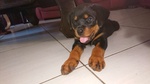 🐶 Rottweiler maschio di 10 mesi in vendita a Vanzago (MI) da privato