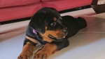 Cuccioli Rottweiler - Foto n. 3