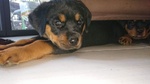 Cuccioli Rottweiler - Foto n. 4