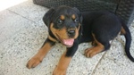 Cuccioli Rottweiler - Foto n. 5