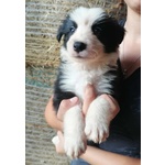 Cuccioli di Border Collie