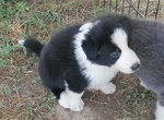 Cuccioli di Border Collie - Foto n. 7