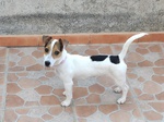 🐶 Jack Russel femmina di 1 anno e 3 mesi in vendita a Enna (EN) e in tutta Italia da privato