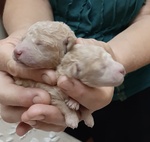 🐶 Barboncino femmina di 8 settimane (cucciolo) in vendita a Napoli (NA) da privato