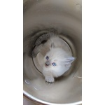 Cuccioli di Ragdoll - Foto n. 1