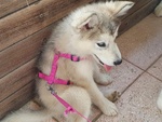 Alaskan Malamute Cuccioli - Foto n. 2